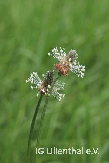 Spitzwegerich Spitzwegerich