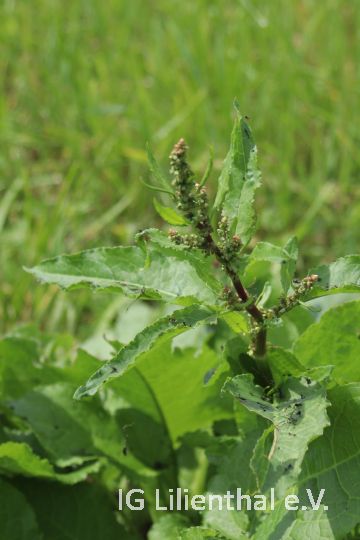 Stumpfblättriger Ampfer Stumpfblättriger Ampfer