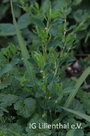 Vogelknöterich Vogelknöterich