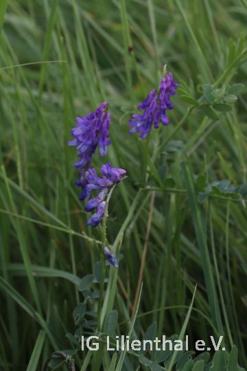 Vogelwicke Vogelwicke