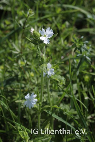 Weiße Lichtnelke Weiße Lichtnelke