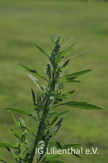 Weißer Gänsefuß Weißer Gänsefuß
