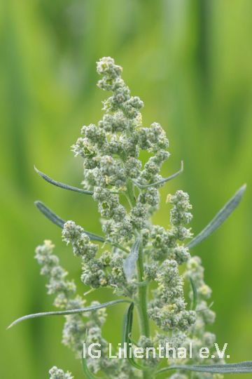 Weißer Gänsefuß Weißer Gänsefuß