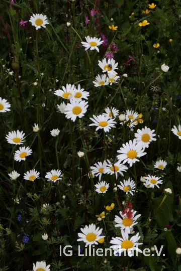 Wiesen-Margerite Wiesen-Margerite