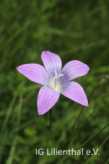 Wiesen-Glockenblume  Wiesen-Glockenblume