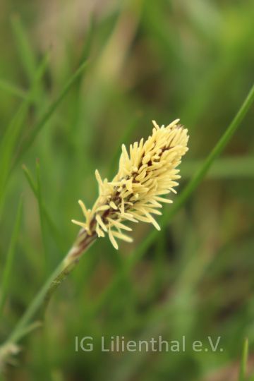 Frühlings-Segge (neu) Frühlings-Segge (neu)