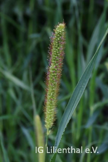 Fuchsrote Borstenhirse Fuchsrote Borstenhirse