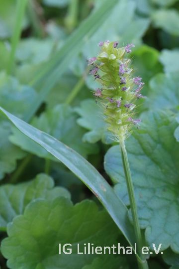 Fuchsrote Borstenhirse Fuchsrote Borstenhirse