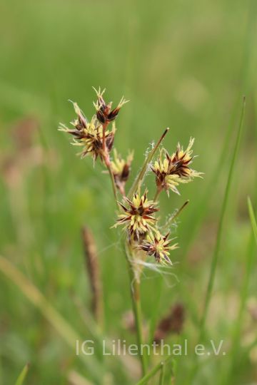 Gew. Hainsimse (neu) Gew. Hainsimse (neu)