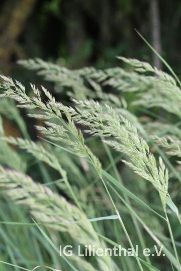 Landreitgras Landreitgras