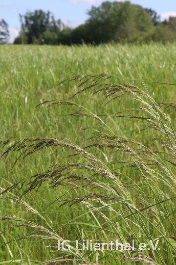 Rasenschmiele Rasenschmiele