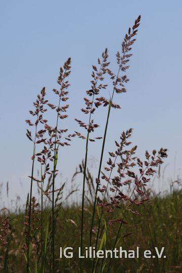 Rohrglanzgras Rohrglanzgras