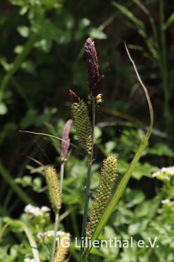 Wasser-Segge Wasser-Segge