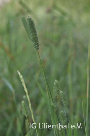 Wiesen-Lieschgras Wiesen-Lieschgras