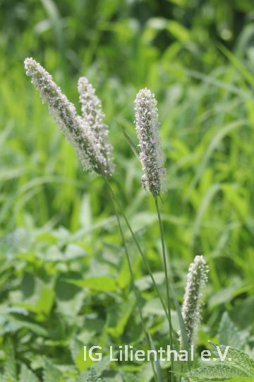 Wiesen-Lieschgras Wiesen-Lieschgras