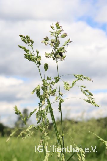 Wiesen-Rispengras Wiesen-Rispengras
