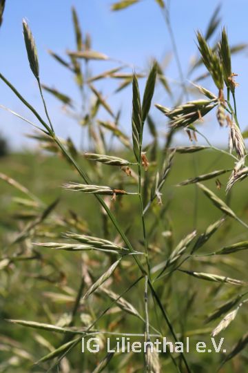 Wiesen-Schwingel Wiesen-Schwingel