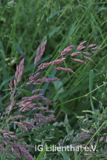 Wolliges Honiggras Wolliges Honiggras