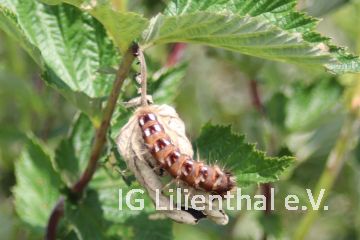 Ampfer-Rindeneule Ampfer-Rindeneule