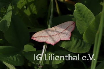 Ampferspanner Ampferspanner