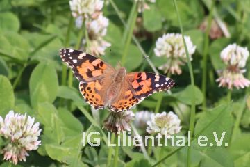 Distelfalter Distelfalter