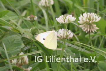 Großer Kohlweißling Großer Kohlweißling