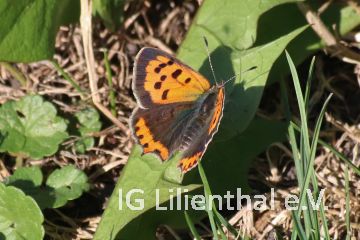 Kleiner Feuerfalter Kleiner Feuerfalter