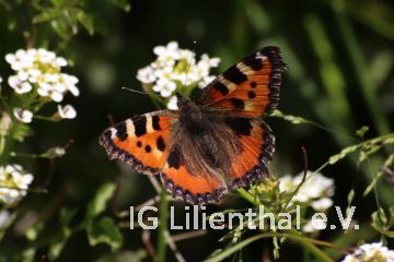 Kleiner Fuchs Kleiner Fuchs