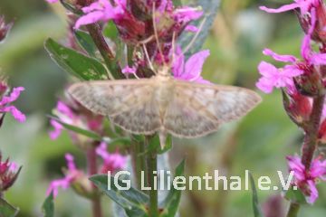 Nesselzünsler Nesselzünsler