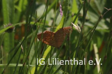 Ockergelber Blattspanner Ockergelber Blattspanner