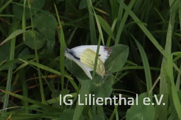 Rapsweißling Rapsweißling