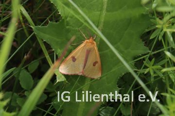 Rotrandbär Rotrandbär