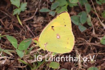 Südlicher Heufalter Südlicher Heufalter
