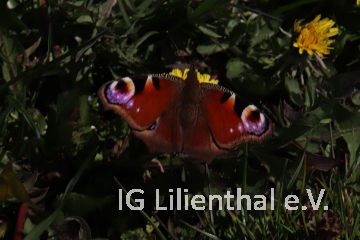Tagpfauenauge Tagpfauenauge
