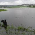 Pisten-Suchhund