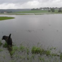 Pisten-Suchhund